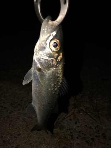 セイゴ（マルスズキ）の釣果