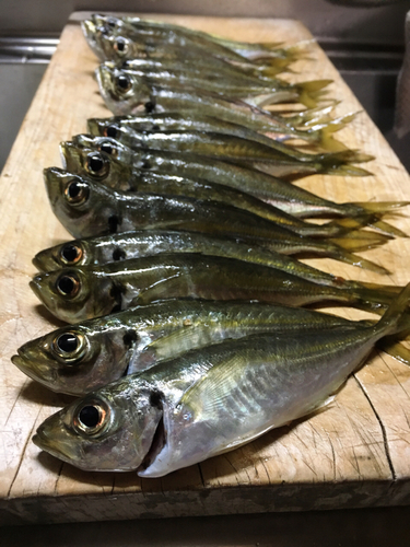 アジの釣果