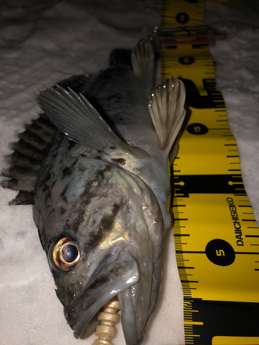 クロソイの釣果