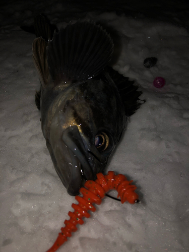 クロソイの釣果