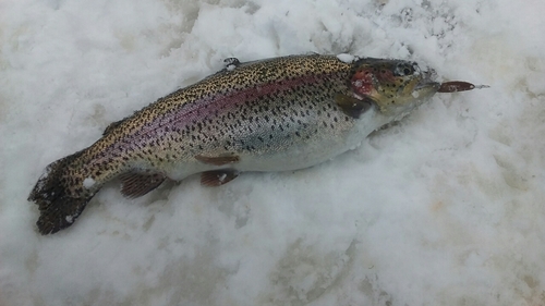 ニジマスの釣果