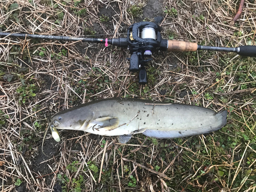 ナマズの釣果