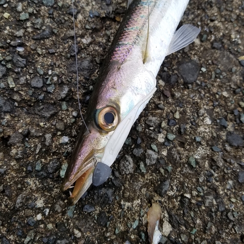 カマスの釣果