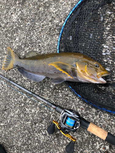 アイナメの釣果