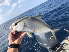 ヒレナガカンパチの釣果