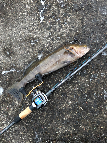 アイナメの釣果