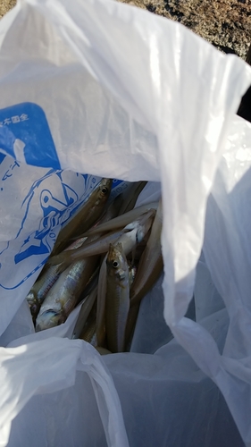 シロギスの釣果