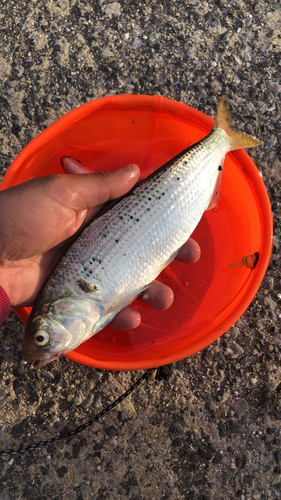 コノシロの釣果