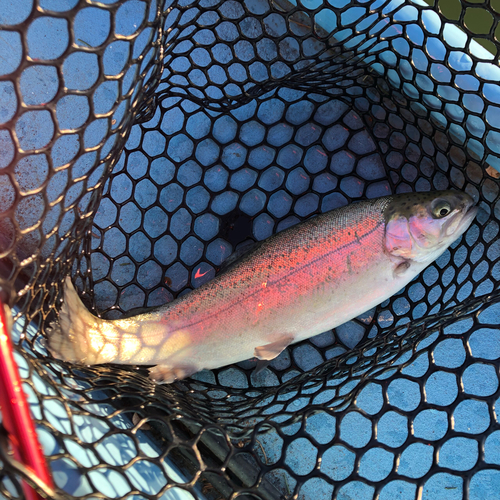 レインボートラウトの釣果