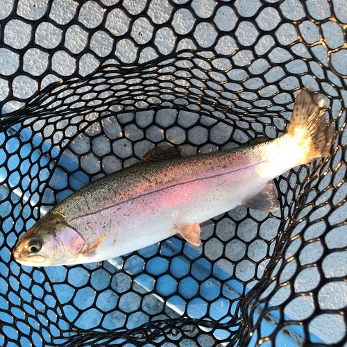 レインボートラウトの釣果