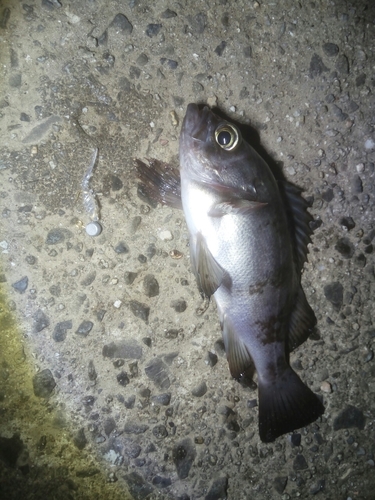 クロメバルの釣果