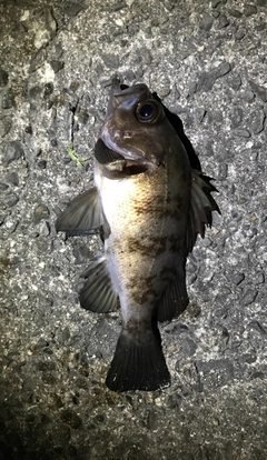 メバルの釣果