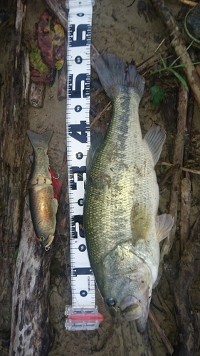 ブラックバスの釣果