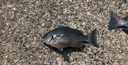 クロメジナの釣果