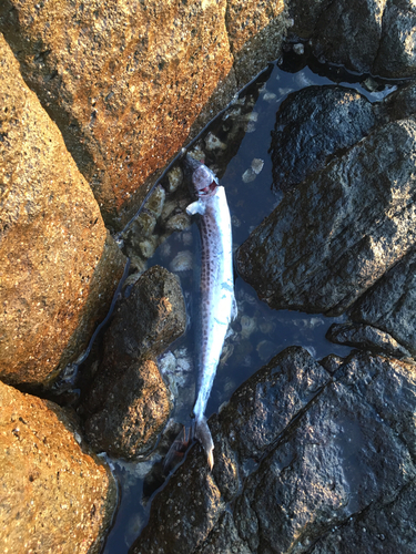 サゴシの釣果