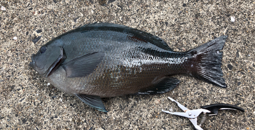 メジナの釣果