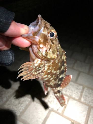 アラカブの釣果