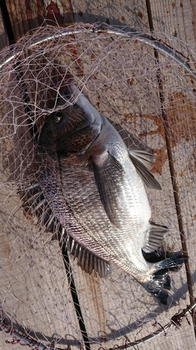 チヌの釣果