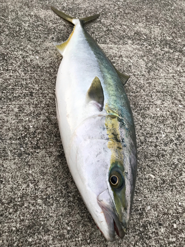 ブリの釣果