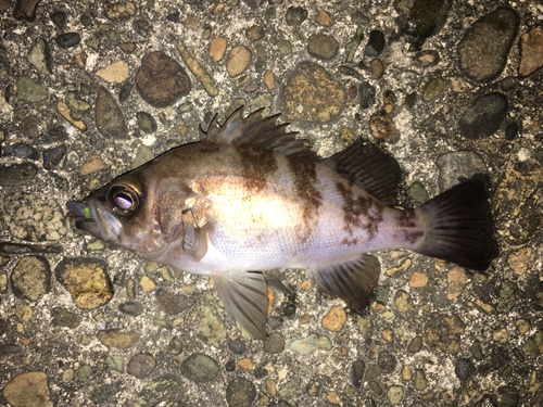 メバルの釣果