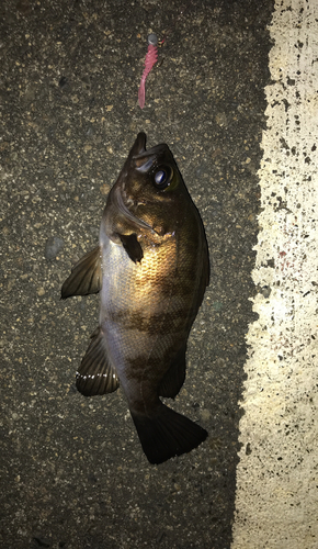 メバルの釣果