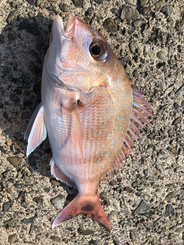 マダイの釣果