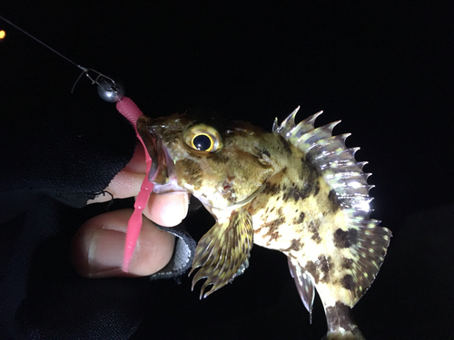 ガシラの釣果