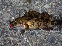 カサゴの釣果