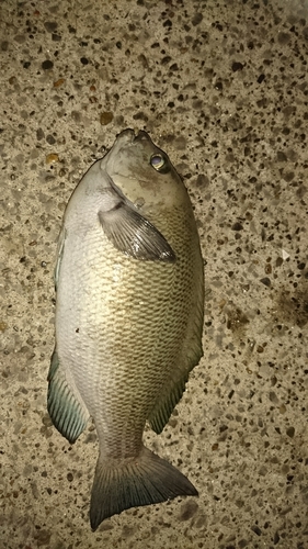 メジナの釣果