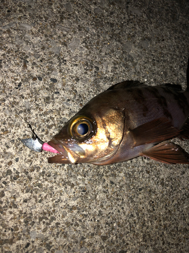 メバルの釣果