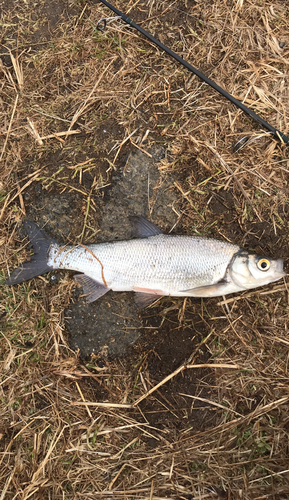 ウグイの釣果