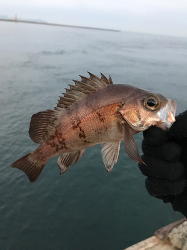 アカメバルの釣果