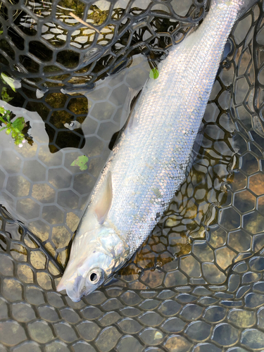 シナノユキマスの釣果