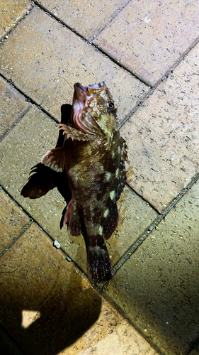 アラカブの釣果