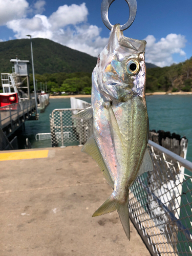 釣果