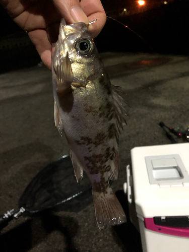 メバルの釣果