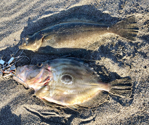 ヒラメの釣果