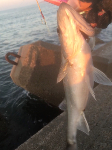 セイゴ（マルスズキ）の釣果