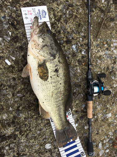 ブラックバスの釣果