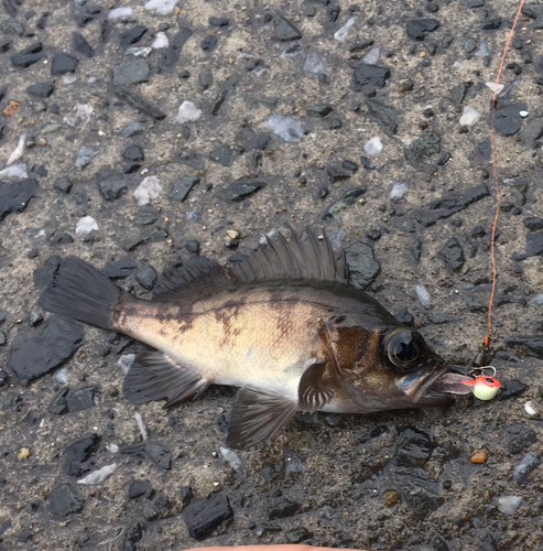 メバルの釣果