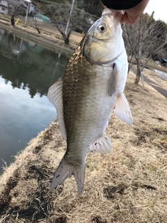 ヘラブナの釣果
