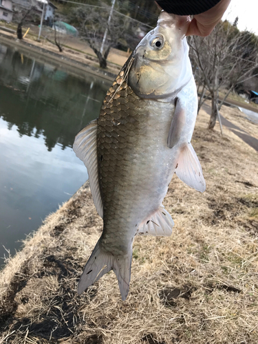 ヘラブナの釣果