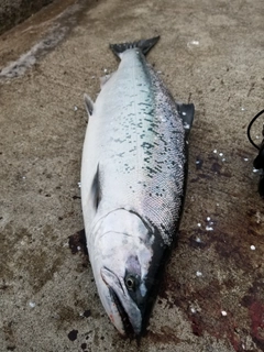 サクラマスの釣果