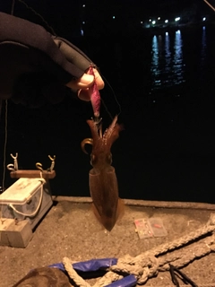 ヤリイカの釣果