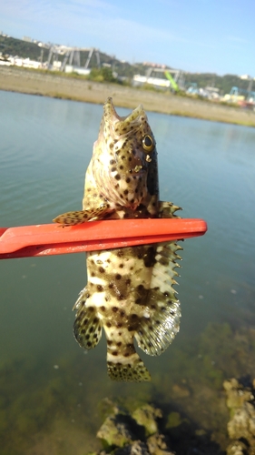 イシミーバイの釣果