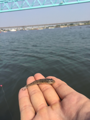 ハゼの釣果