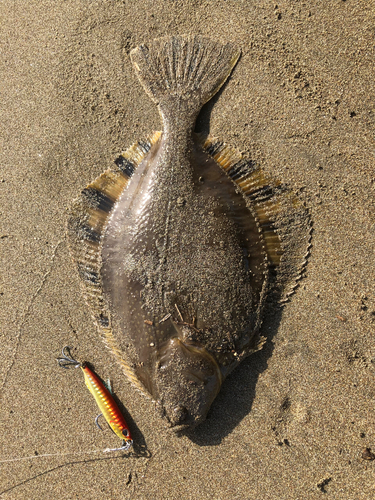 ソゲの釣果