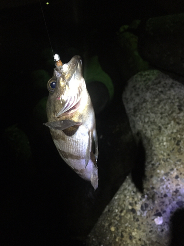 クロメバルの釣果