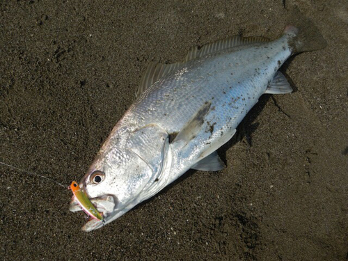 オオニベの釣果