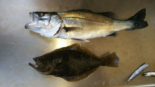 シーバスの釣果